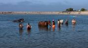 G&Icirc;TE EQUESTRE EN CAMARGUE