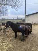 Mignon d&rsquo;Alix Super Shetland ONC Hongre 4 ans