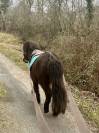 Mignon d&rsquo;Alix Super Shetland ONC Hongre 4 ans