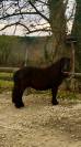Mignon d&rsquo;Alix Super Shetland ONC Hongre 4 ans