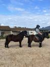 Mignon d&rsquo;Alix Super Shetland ONC Hongre 4 ans