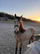 Alh&eacute;na PRE 2025