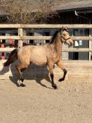 Alh&eacute;na PRE 2025