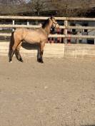 Alh&eacute;na PRE 2025