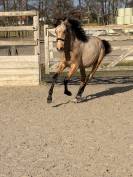 Alh&eacute;na PRE 2025