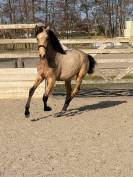 Alh&eacute;na PRE 2025