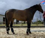 Poulini&egrave;re de dressage 