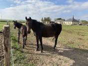 Poulini&egrave;re de dressage 