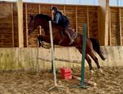 Gelding Selle Fran&ccedil;ais For sale 2021 Bay