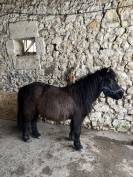 Filly Shetland Pony For sale 2023 Dark Bay