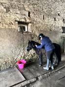 Puledra Shetland In vendita 2023 Baio scuro ,  Cromignon d&rsquo;Alix