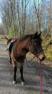 Poney hongre 1m40   8 ans 