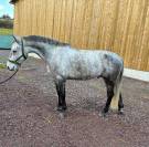 &Agrave; vendre Poney D 