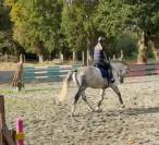 Selle fran&ccedil;ais 