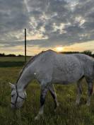 Selle fran&ccedil;ais 