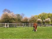 Equestrian property  Calvados