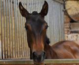 Ohara du Puits Carr&eacute; pouliche PRE