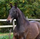 Ohara du Puits Carr&eacute; pouliche PRE