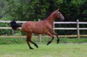 Gelding PRE Pure Spanish Bred For sale 2024 Bay