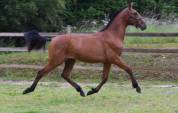 Gelding PRE Pure Spanish Bred For sale 2024 Bay