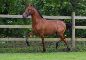 Gelding PRE Pure Spanish Bred For sale 2024 Bay