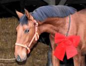 Gelding PRE Pure Spanish Bred For sale 2024 Bay