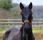 NOBLEZA YEDRA, pouliche PRE noire 