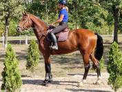 Talented Young KWPN Gelding for Sale &ndash;