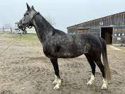 Jument 6 ans chic plein papiers Belge