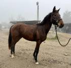 Jument 4 ans plein papier Belge CSO