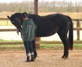 vend cheval de loisir