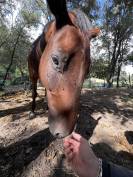 Herm&egrave;s -  Cheval Selle Fran&ccedil;ais, fils de Cher &Eacute;poux