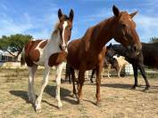 Vend cheval de sport 