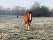 Cheval Trait Breton 7ans 