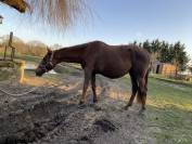 Pur-sang poulini&egrave;re 