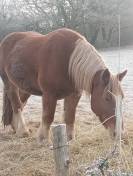 Hongre trait breton 5 ans