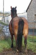 jument poulini&egrave;re cob normand