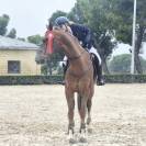 Quiero compartir mi caballo /Doma