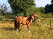 Jument SF polyvalente CSO