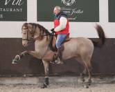 Cheval Pure Race Espagnol Dressage / Spectacle / Loisir