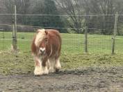 Adoptions deux poneys