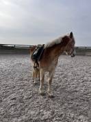 Haflinger pp 4 ans