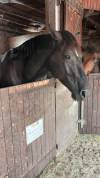 M&acirc;le 4 ans GLASGOW W VH MERELSNEST X IOWA