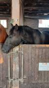 M&acirc;le 4 ans GLASGOW W VH MERELSNEST X IOWA
