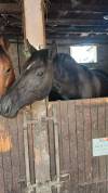 M&acirc;le 4 ans GLASGOW W VH MERELSNEST X IOWA