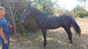 M&acirc;le 4 ans GLASGOW W VH MERELSNEST X IOWA