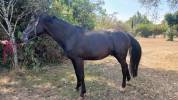 M&acirc;le 4 ans GLASGOW W VH MERELSNEST X IOWA