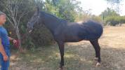 M&acirc;le 4 ans GLASGOW W VH MERELSNEST X IOWA