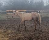 poulain palomino  AES 1 an en 2026