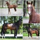 Magnifique jument de 6ans Fidertanz x Quaterback 